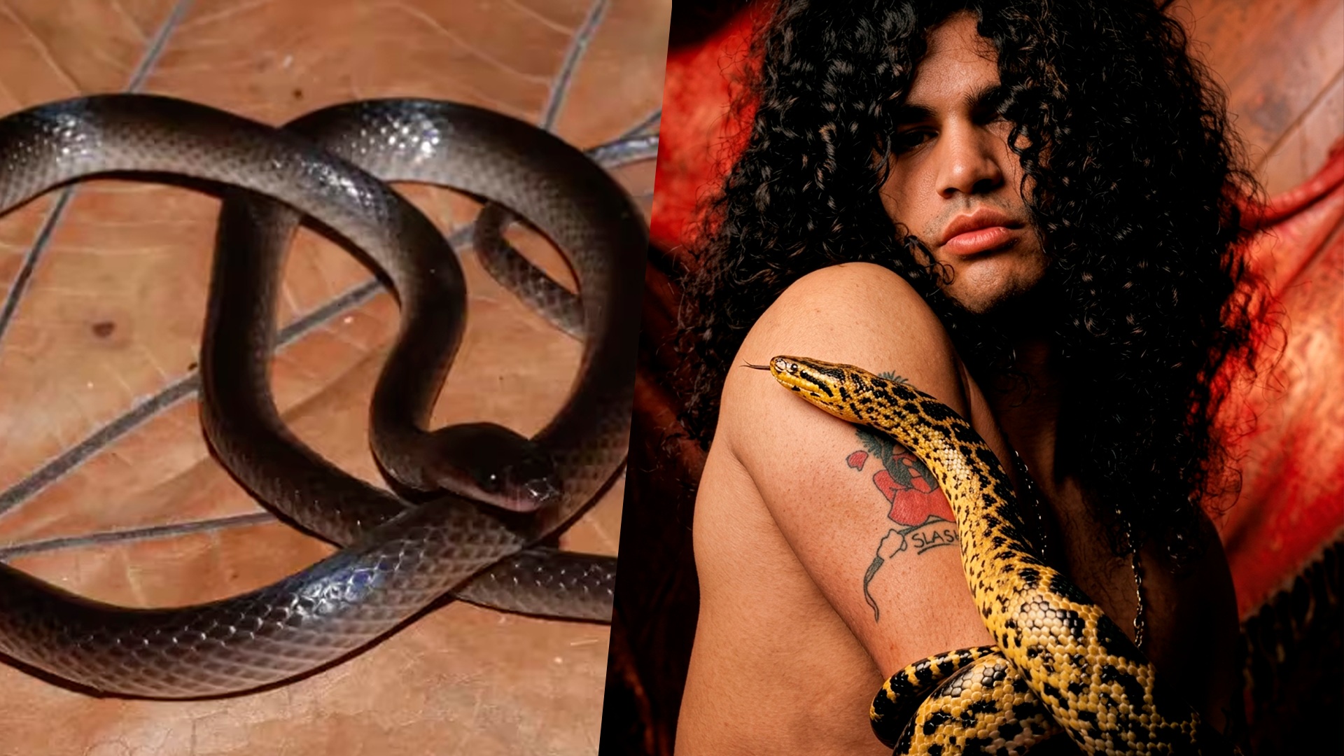 Το είδωλο των Guns N’ Roses, ο Slash, έδωσε το όνομά του σε ένα νέο είδους φιδιού